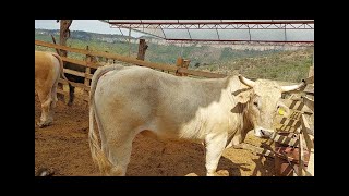 EL RANCHO DE DON PABLO DURANENGORDA DE TOROSMERMA DE CHIVOS POR LOS PUMASA SI TRABAJA UN GANADERO [upl. by Tirzah463]