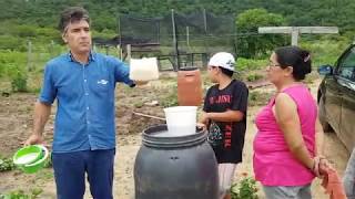 Ração alternativa de moringa e mandioca para galinhas caipiras [upl. by Lynnell]