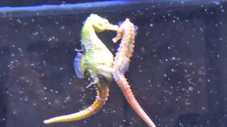 Seahorses Mating Transferring Eggs [upl. by Okiek352]