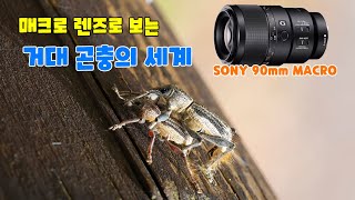 SONY 90mm MACRO 렌즈로 보는 거대 곤충들 [upl. by Aleece218]