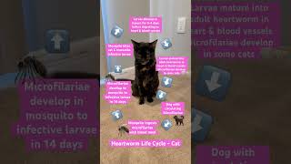 Heartworm Life Cycle  Cat [upl. by Tannenwald446]