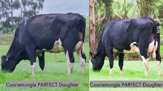 HIBBERDS TESTIMONIAL  COORIEMUNGLE HOLSTEINS [upl. by Paolo]