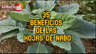 35 Beneficios de las Hojas de Nabo [upl. by Aiekan]