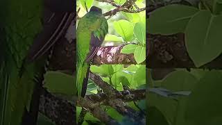 Quetzal Monteverde [upl. by Brose]