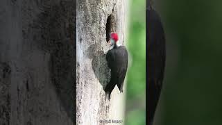 Why Dont Woodpeckers Get Concussions [upl. by Burgess]