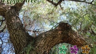 California Peruvian Pepper Tree Schinus Molle Pirul Tree MedicinalSpiritual Benefits [upl. by Delos909]