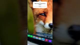 Fox drawing trending art transition animalart artist getmeto1ksubs fypart fypyoutube fyp [upl. by Vida694]