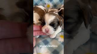 6 Awesome MalShi’s wwwpuppyplacebiz malshi cutepuppy [upl. by Trebeh775]