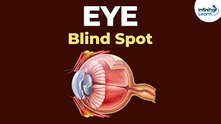 What is the Blind Spot of the Eye  Physics  Dont Memorise [upl. by Atnamas]