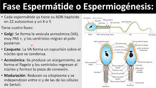 Etapas de la Espermiogénesis [upl. by Eolhc]