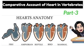 3 Study of heart in diff Classes of Vertebrates Single amp Two chambered Heart Comparative anatomy [upl. by Leiso]