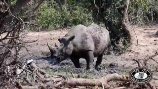 Hluhluwe Umfolozi Game Reserve Black Rhino amp White Rhino [upl. by Aneehsirk]