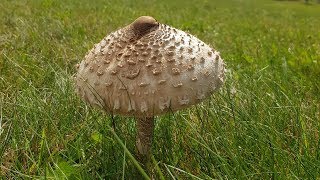 Pilze sammeln  Parasol falsche Pfifferlinge amp Co 🍄  VLOGDoku  24 Min [upl. by Neils]