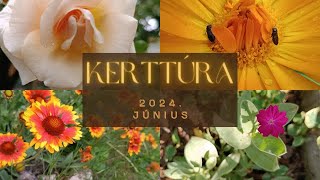 Kerttúra  Június 2024 [upl. by Akkahs]