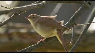 A Nightingales Song  1 Hour of Beautiful birdsong [upl. by Ainadi791]