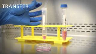 Subculture Protocol for ArunA Biomedicals hNP1™ Cells [upl. by Yreffej116]