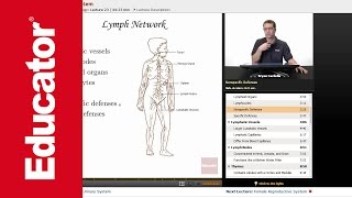 Lymphatic System [upl. by Auhs]