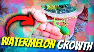 quotWatermelon Plant Update  Watch My Watermelon Plant Growthquot [upl. by Mitchel742]