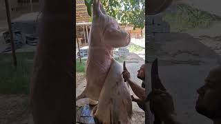 meat sheep gosht food sheepworld animals sheeps cow arashan sheepandgoats [upl. by Etnoval]