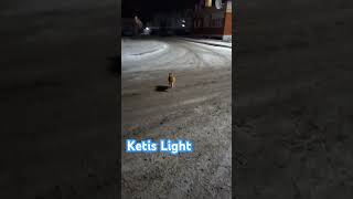 Ketis Light Bro 😼✌️ cat [upl. by Nylg]