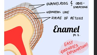 Striae of Retzius Cross striations Neonatal lines of Enamel Orbans histology pt 3 [upl. by Kipper274]