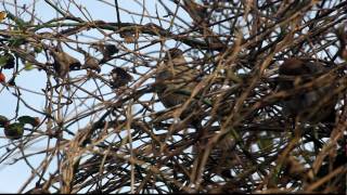 House sparrow female sings  huismus vrouwtje zingt 17nov2009 0297 [upl. by Idnyl138]