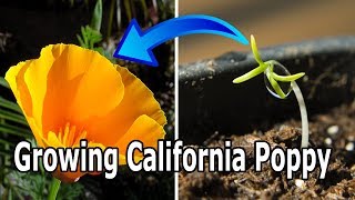 How To Grow California Poppy Eschscholzia californica [upl. by Kehsihba437]