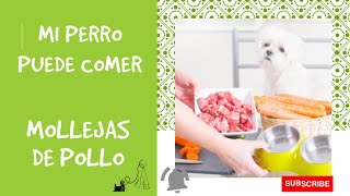 Mi PERRO puede Comer Mollejas de pollo [upl. by Freiman375]