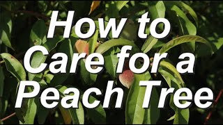 How to Care for Peach Trees in the Home Landscape amp Grow Bushels of Peach Fruit [upl. by Einomrah740]