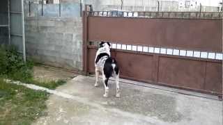 Poimenikos kentrikhs asias 2etwn rockymp4 [upl. by Keppel]