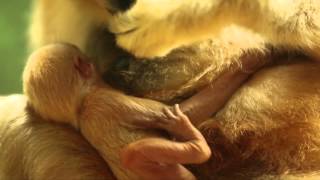 Lincoln Park Zoo Welcomes Rare WhiteCheeked Gibbon Baby [upl. by Ethelind140]