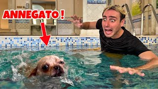 IL NOSTRO CAGNOLINO ANNEGA IN PISCINA ANDIAMO AL PRONTO SOCCORSO 😱🚑 [upl. by Ahsets129]