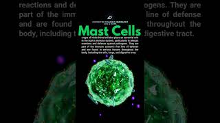 What are Mast Cells  shorts [upl. by Ylagam]