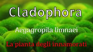 Aegagropila limnaei CLADOPHORA Marimo l’alga palla degli innamorati [upl. by Tonjes]