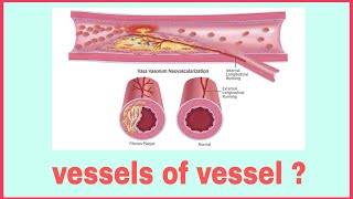 Vasa Vasorum  vessel of vessel [upl. by Naarah835]