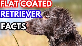 Flat Coated Retriever  Top 10 Facts [upl. by Anikat]