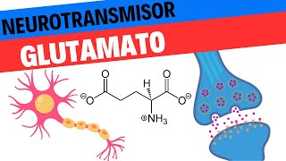 Fisiología del Glutamato Neurociencias 8 [upl. by Campney]