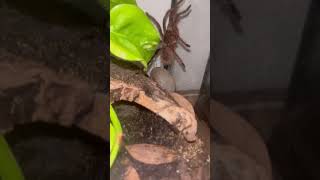 Creepy crawlies 🕷️🦂 bug inverts nature wildlife arachnid spider scorpion creepy shorts [upl. by Goddord]