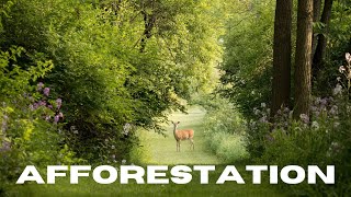 What is afforestation essay on afforestation in english10 lines on afforestation [upl. by Ytsud]