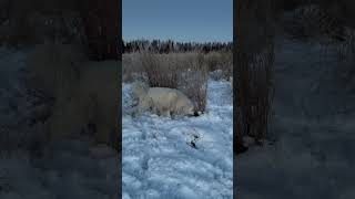 Just sniffing around…🐶greatpyrenees alaska dog [upl. by Hoagland824]