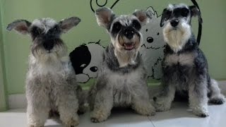 How to keep your mini schnauzers beard unstained [upl. by Briney]