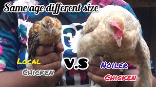 difference between Noiler chicken and local fowl [upl. by Ardeid]