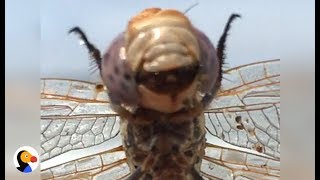 Dragonfly Does The CUTEST Dance To Get Clean  The Dodo [upl. by Palgrave]