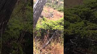 Sitka Blacktail in our Face pt2 [upl. by Antonina]