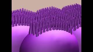 Microvilosidades e vilosidades da parede intestinal [upl. by Adiel]