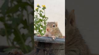 എങ്ങനെ ഇപ്പൊ ഇതിനു രക്ഷപെടാ🤔 🐿squirrelvideo shortvideo youtubeshorts shorts ytshorts youtube [upl. by Lomax]