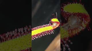 Snail vs Carnivorous Plant shorts naturesurvival carnivorousplants plants survivalofthefittest [upl. by Enigroeg]