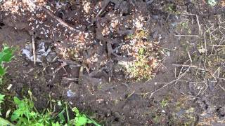 Myrmica rubra wild colony [upl. by Nnayhs452]