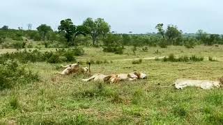 Mapogo Great Grand Sons Kambula Male Lions Resting  Plain Camp Males tracks found not too far [upl. by Niar]