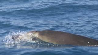 Identifying and Reporting Sowerby’s Beaked Whales [upl. by Athalla]